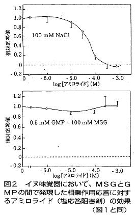 イヌ味覚器において、MSGとGMPの間で発現した相乗作用応答に対するアミロライド(塩応答阻害剤)の効果