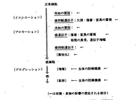発癌過程における栄養・食物の関与
