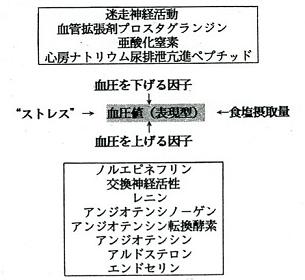 血圧を下げる因子と上げる因子